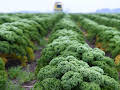 Wie geht das? Grünkohl - Norddeutsches Supergemüse