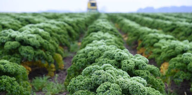 06:20: Wie geht das? Grünkohl - Norddeutsches Supergemüse | NDR Fernsehen | 1/19 2026