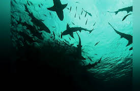 I Was Prey Season 1: Invisible Assassin