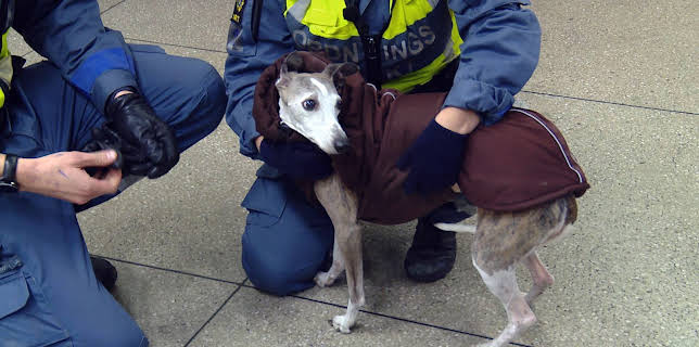 00:30: T-banen Stockholm (S9 E5) (S9) | MAX | 1/30 2026