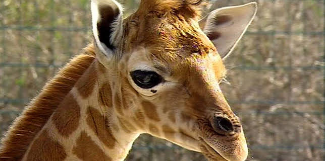 17:05: Panda, Gorilla & Co. (60) | RBB Fernsehen | 1/29 2026