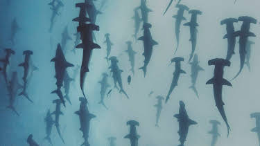 06:00: Misterios de la naturaleza: Secuestrado por una ballena | Discovery Max | 8/3 2025