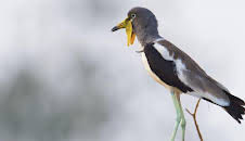 Grandes Documentales La Vida En El Africa Ardiente