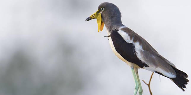 16:25: Grandes Documentales La Vida En El Africa Ardiente | LA 2 | 11/17 2025
