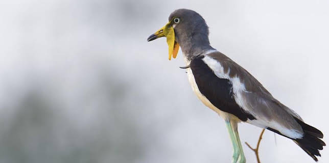 Grandes Documentales La Vida En El Africa Ardiente