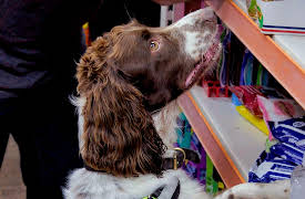 Dog Detectives: Shoulder To Shoulder