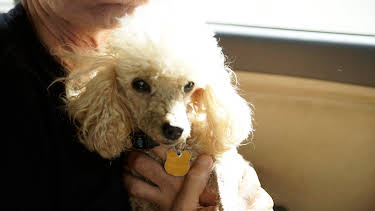 07:50: Guardians of Rescue (S1 E3) (S1) | Animal Planet | 12/31 2025