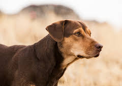 Die unglaublichen Abenteuer von Bella