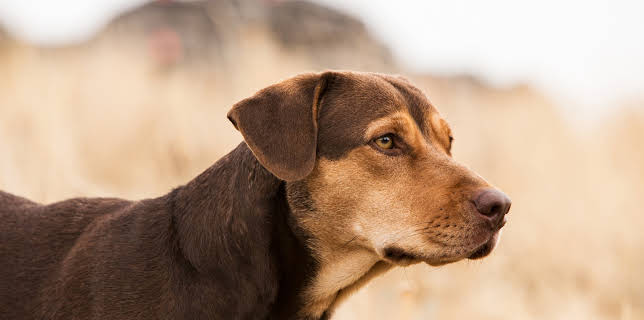 04:35: Die unglaublichen Abenteuer von Bella | ZDF | 12/28 2025