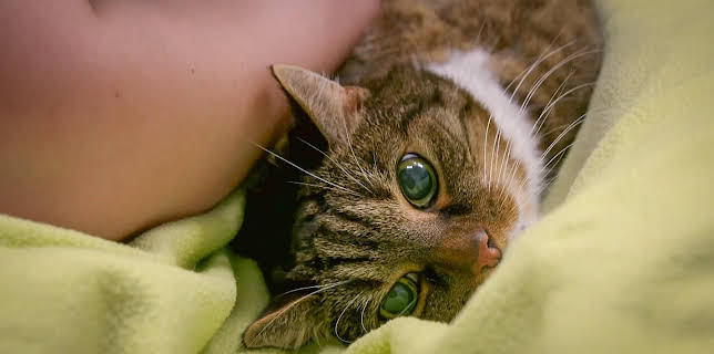 02:05: Tierretter unterwegs in Mitteldeutschland | MDR Fernsehen | 12/11 2025