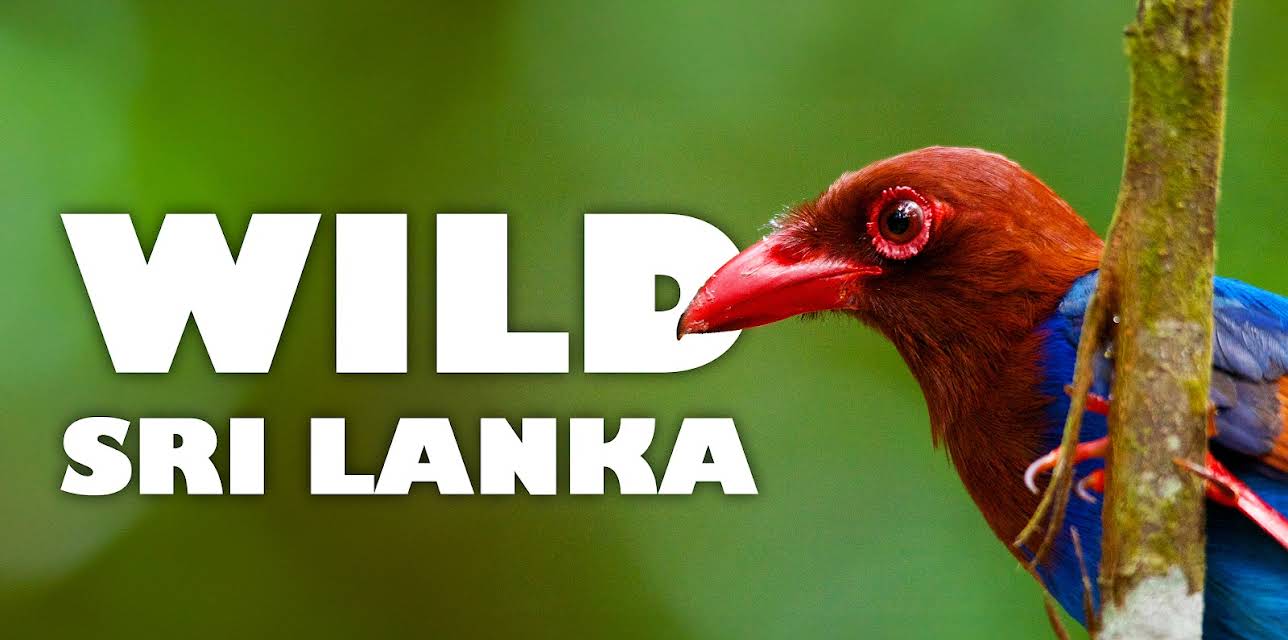 Wild Sri Lanka