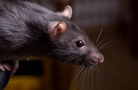 The Black Death: The World's Most Devastating Plague: Later Plague Outbreaks: 1353-1666