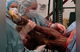 Campus Vets: Campus Vets - Season 1, Episode 4 - Merlin's Malady