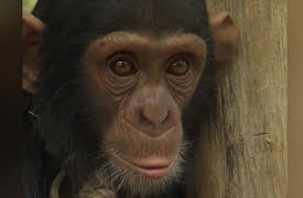 Escape to Chimp Eden Season 1: -8