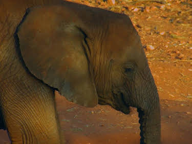 10:50: Das Waisenhaus für wilde Tiere - Abenteuer Afrika | SWR Fernsehen RP | 7/22 2026