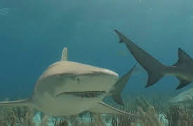 Shark Dive TV: Shark Biology
