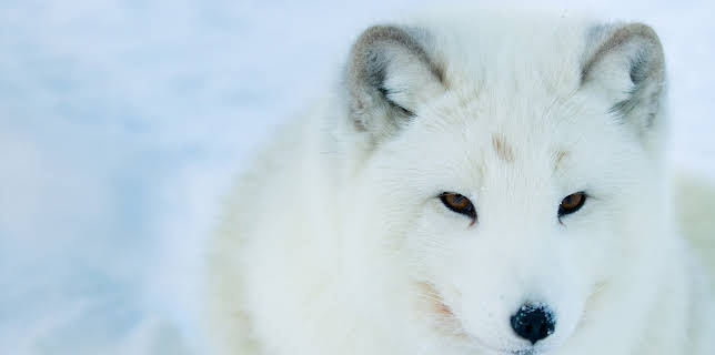 16:00: Im Reich der Kälte - Tierische Überlebenskünstler | 3SAT | 11/14 2025