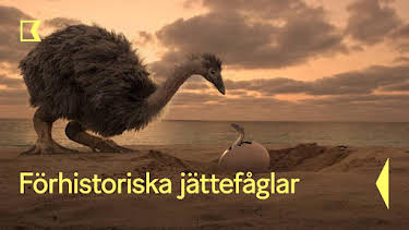 20:05: Förhistoriska jättefåglar | Kunskapskanalen | 9/4 2026