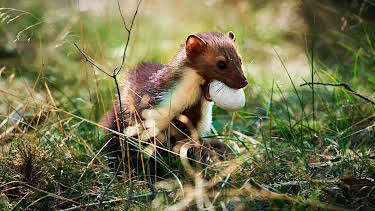 06:00: Ville vedunderlege dyr: Husmåren stel eit egg | NRK Super | 3/31 2026