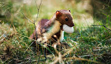 Ville vedunderlege dyr: Husmåren stel eit egg