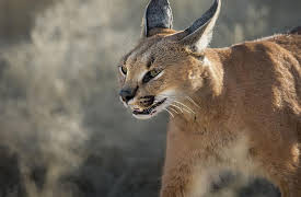 The Hunt: Nowhere to Hide