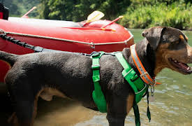 The Pack – Season 1: Costa Rica