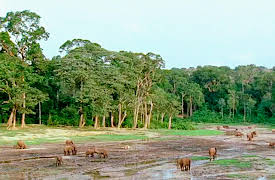 Wild Africa: Jungle