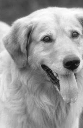 Buddy The Wonder Dog as 