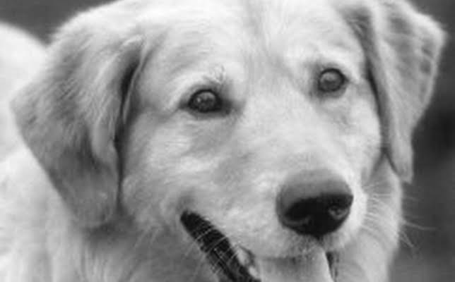 Buddy The Wonder Dog