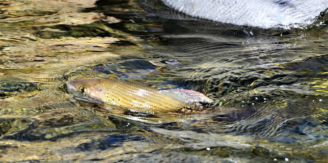 11:55: FischZeit in Kärnten | 3SAT | 1/15 2026