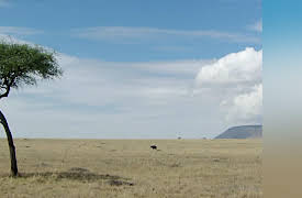 The Animals' Guide to Survival: Plains and Savannas