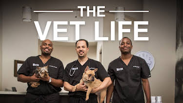 13:05: The Vet Life (S2 E13) (S2) | Animal Planet | 3/27 2026