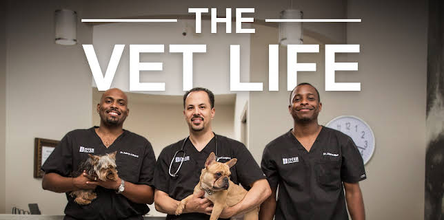 11:15: The Vet Life (S2 E2) (S2) | Animal Planet | 12/9 2025