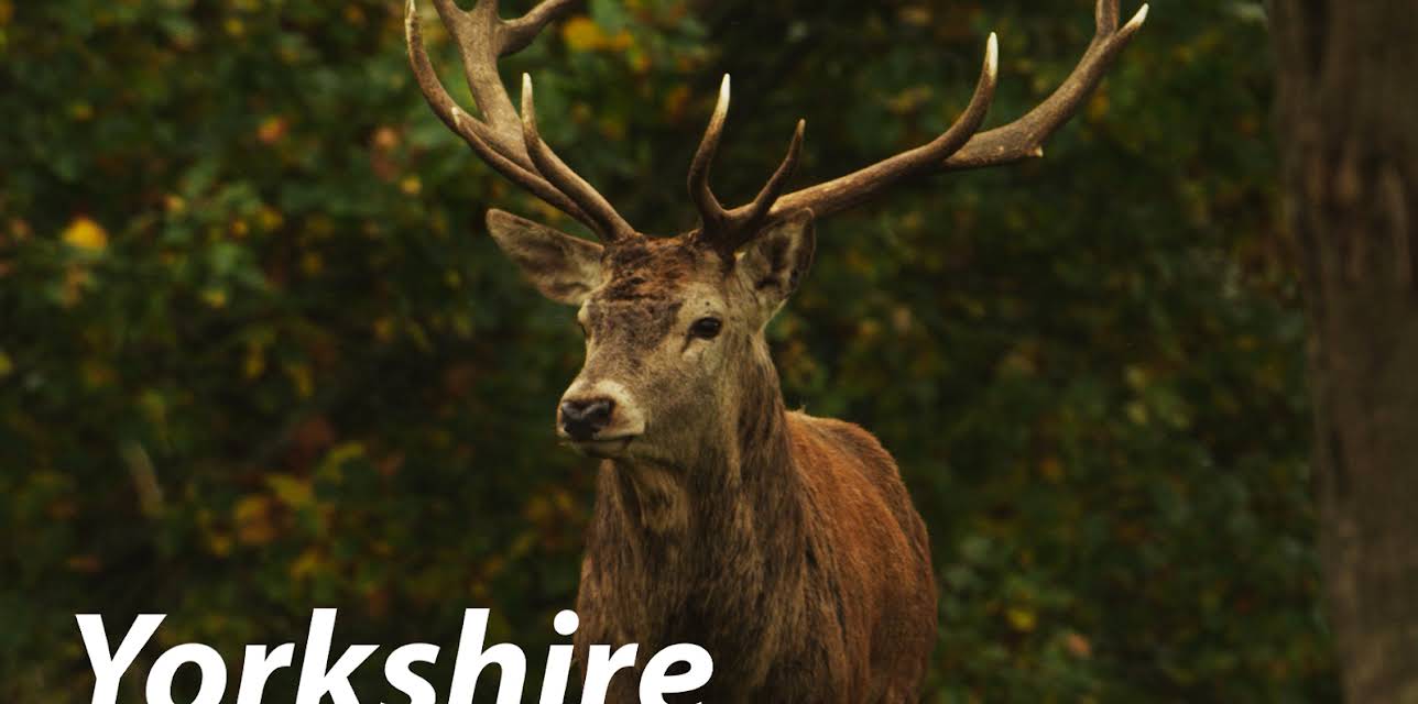 Yorkshire: A Year in the Wild