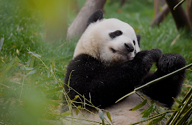 72 Cutest Animals: Showtime