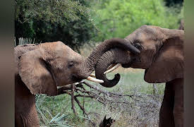 Nature's Great Race Season 1: Elephants