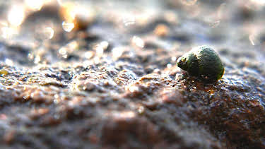 22:50: Capriccio | ARD Alpha | 4/19 2026