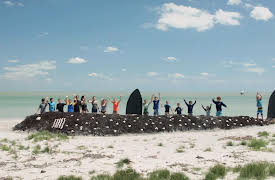 Splash and Bubbles: Get Your Feet Wet, Season 1: Whale Sharks