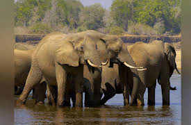 Tales From Zambia: Elephant Valley