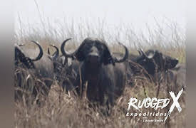Rugged Expeditions with J Alain Smith: Biggest Cape Buffalo Taken by J Alain Smith
