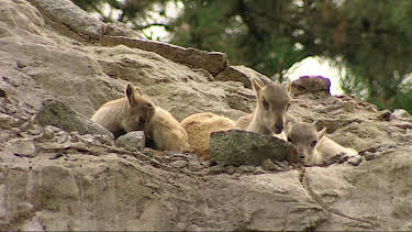 17:10: Leopard, Seebär & Co. (73) | NDR Fernsehen | 9/16 2026