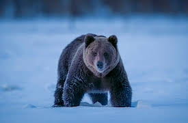 Earth at Night in Color: Bear Woodlands