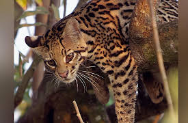 Brazil Untamed: Cat Country