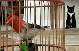 Funniest Pets and People: Season 1: Episode 222