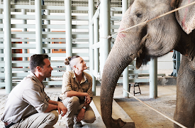 Dyreredning i jungelen: Operasjon: Elefant