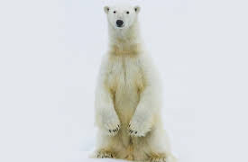 Polar Explorations: Terrestrial Mammals in the Changing Arctic