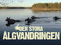 Historien om Älgvandringen