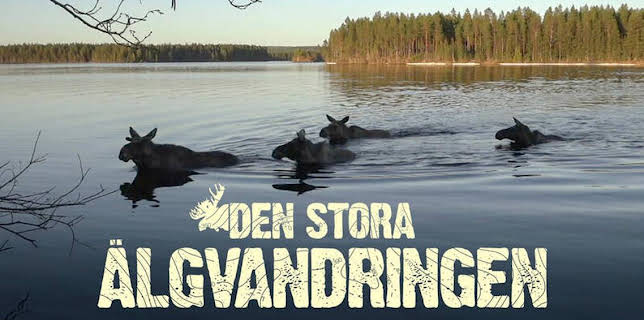 22:45: Historien om Älgvandringen | SVT24 | 11/28 2025