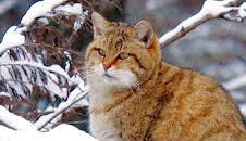 Wildkatzen - Versteckt in Deutschlands Wäldern