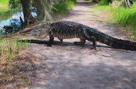 History's Most Shocking Season 1: Exploding Whale, Alligator Attack, Dallas Airshow Disaster & Ski Lift Mayhem